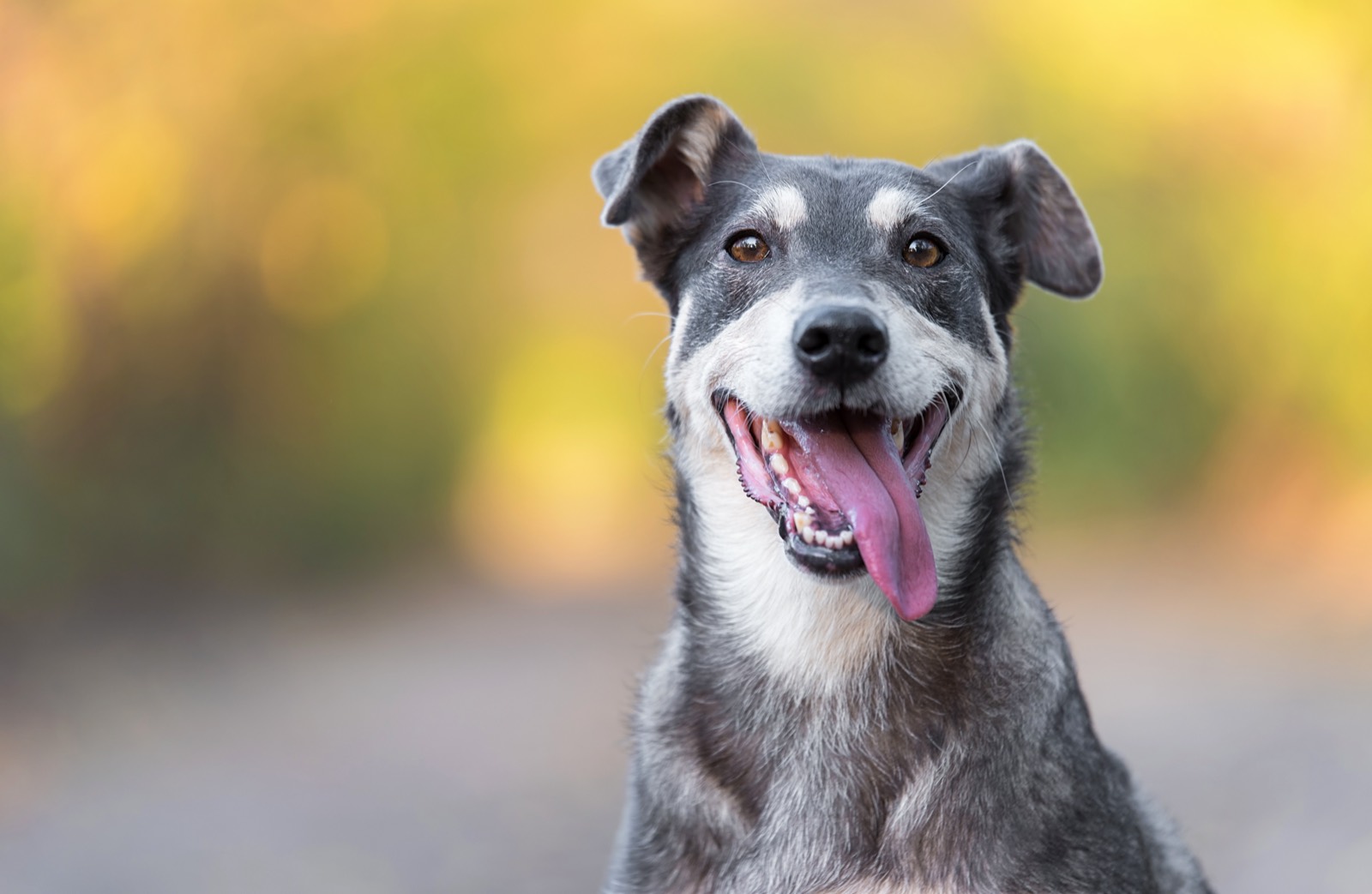 A gray mixed-breed dog looking at the camera