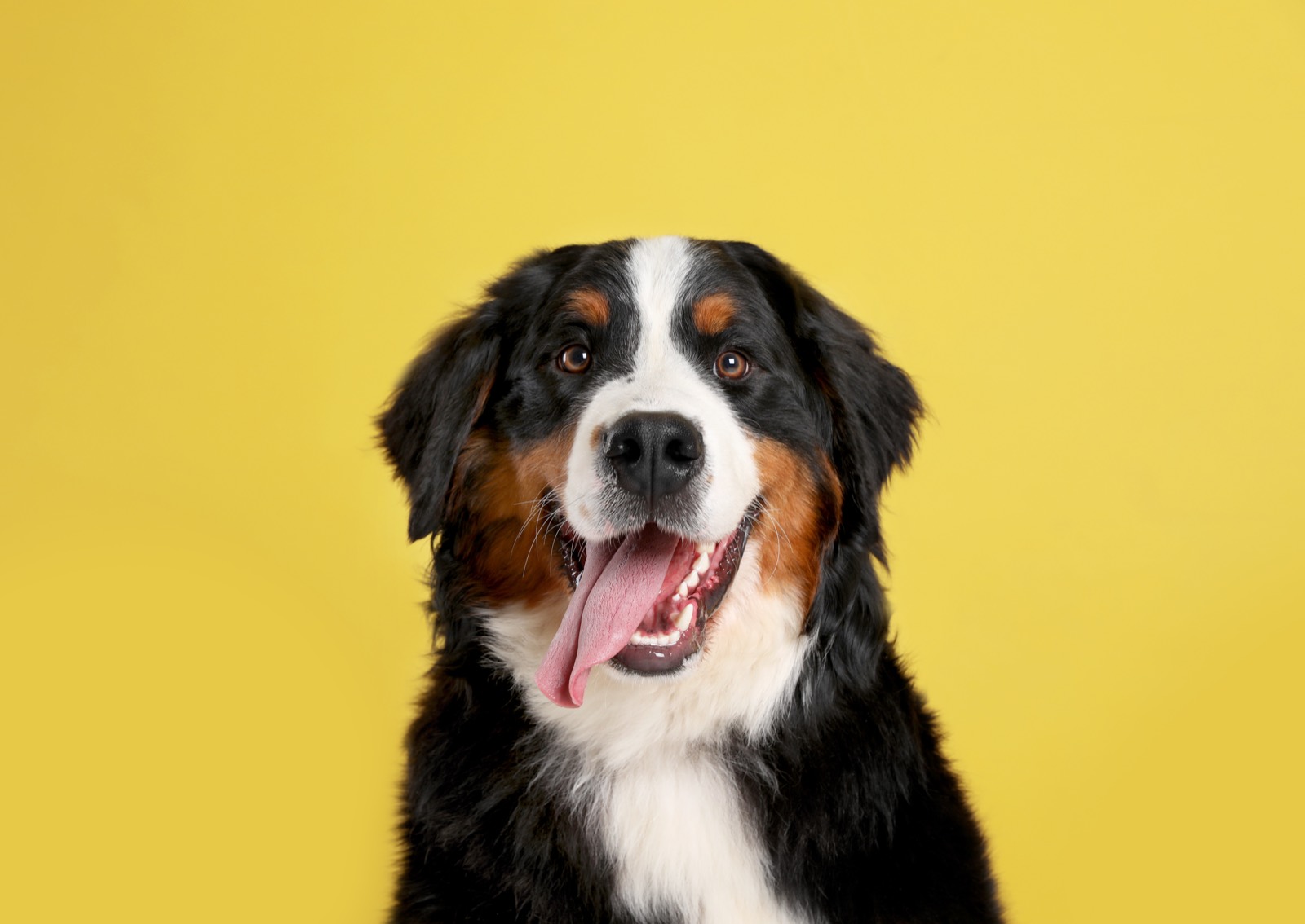 A Bernese mountain dog on a yellow background