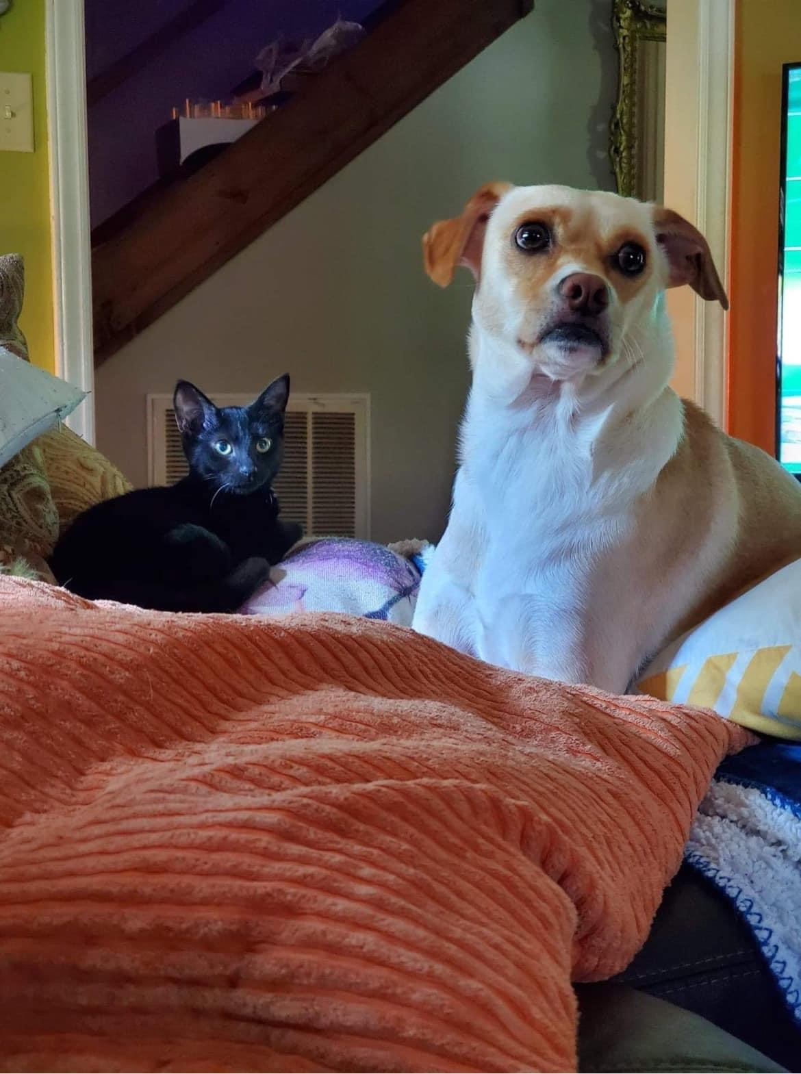 A newly adopted pet with their family
