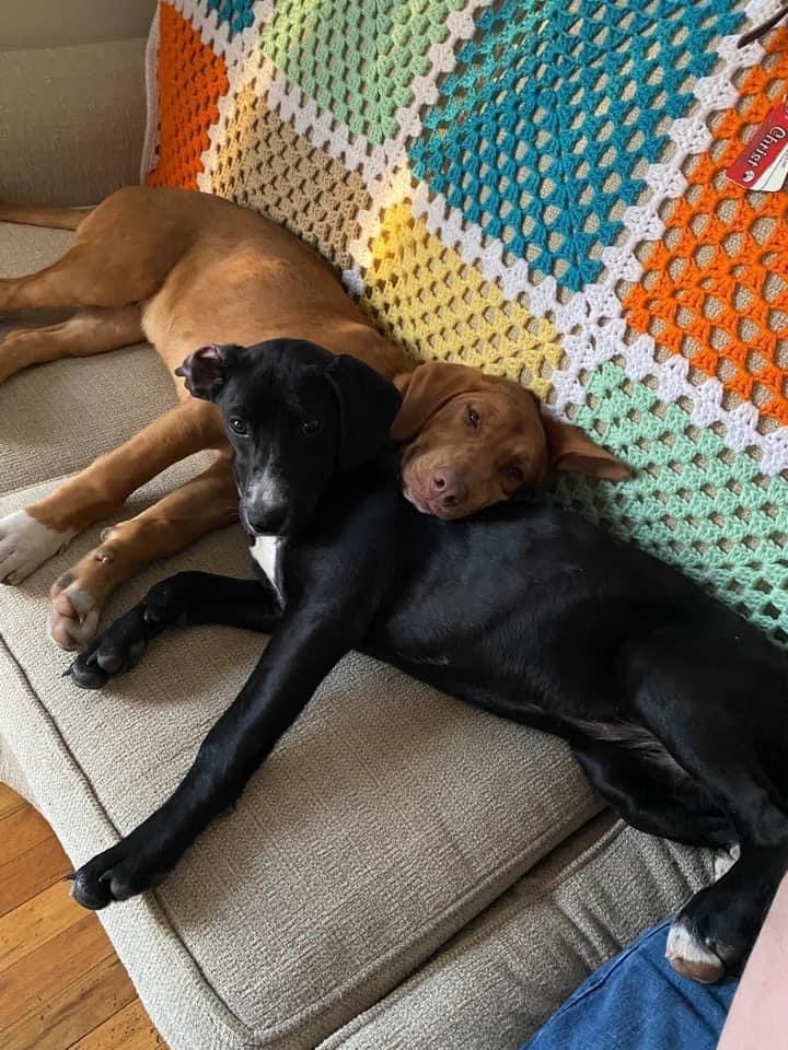 A newly adopted pet with their family