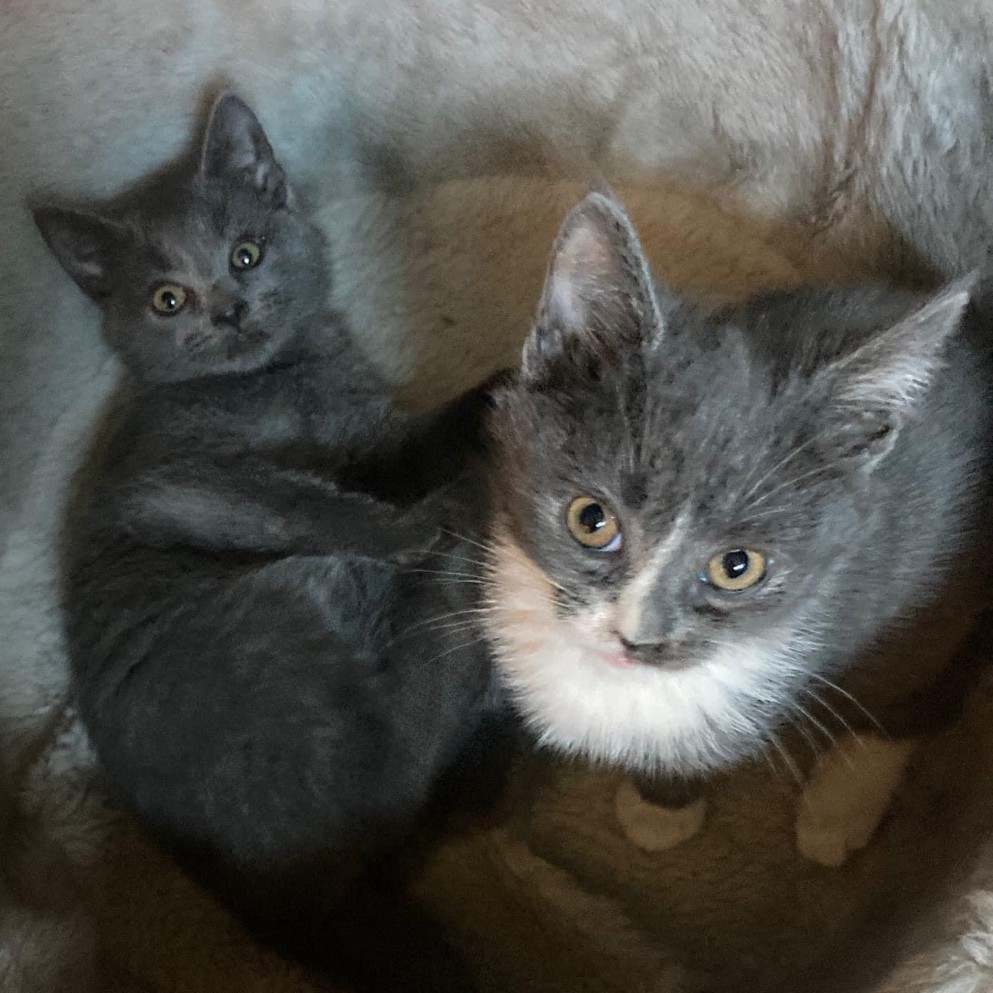 A newly adopted pet with their family