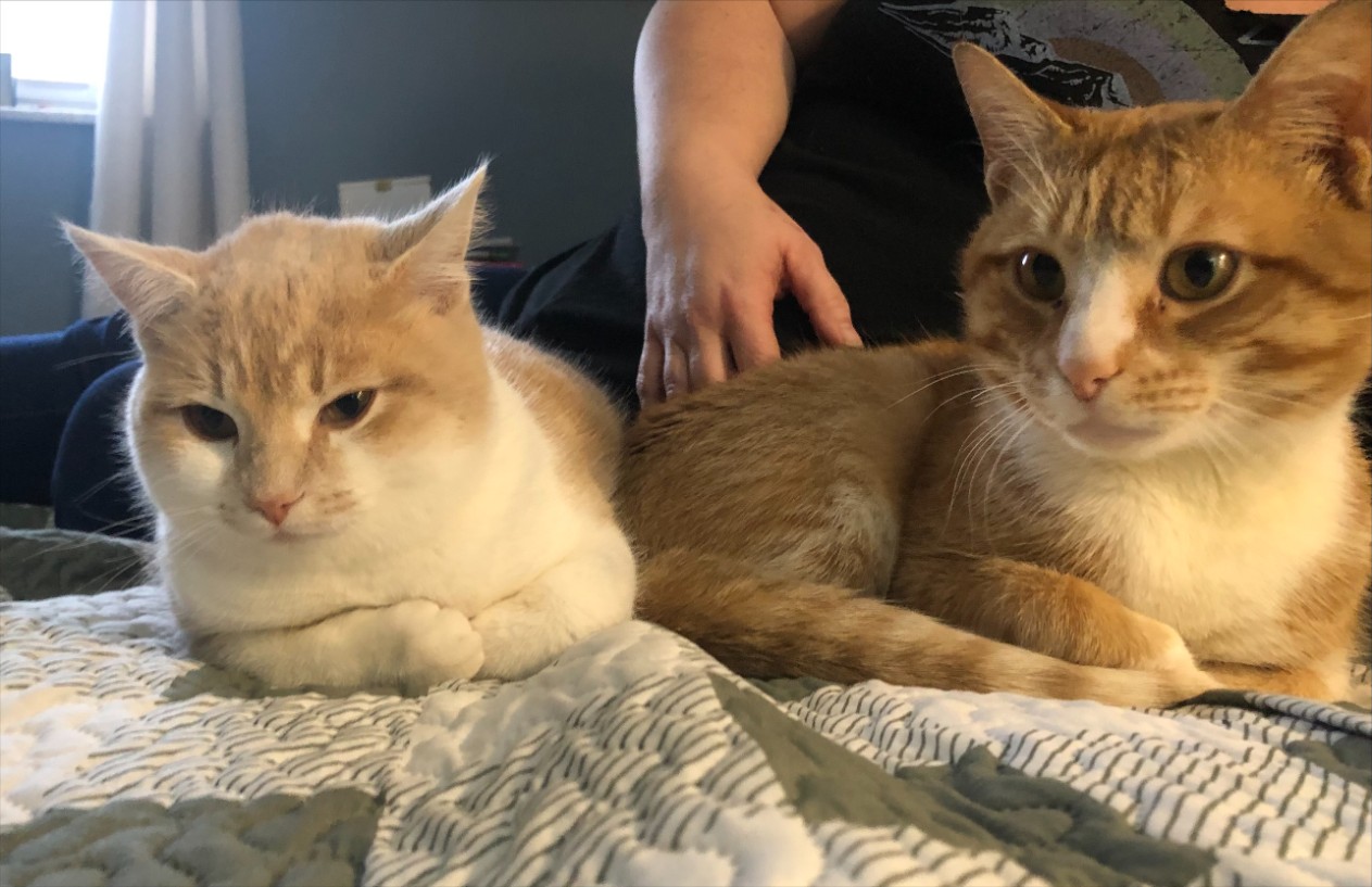 A newly adopted pet with their family