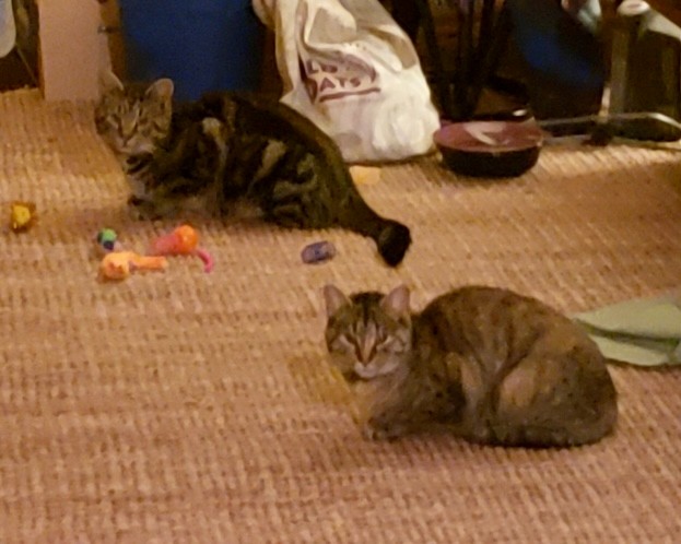 A newly adopted pet with their family