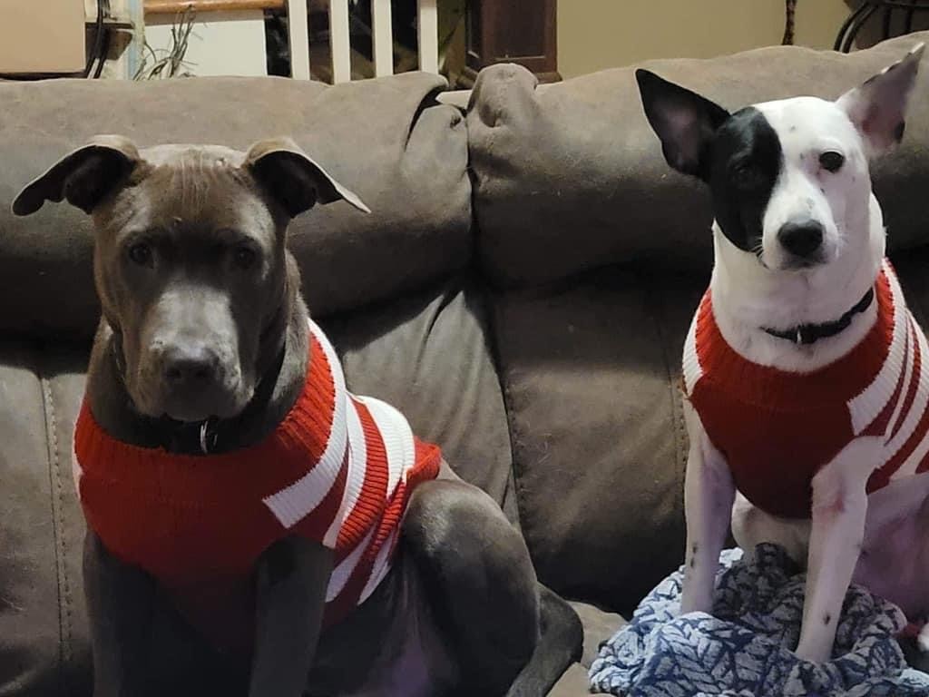 A newly adopted pet with their family
