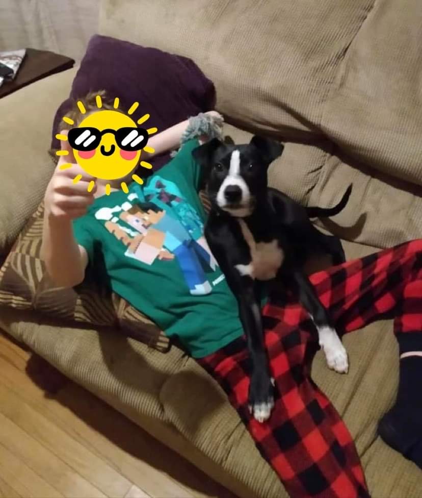 A newly adopted pet with their family