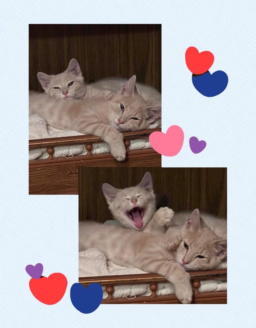 A newly adopted pet with their family
