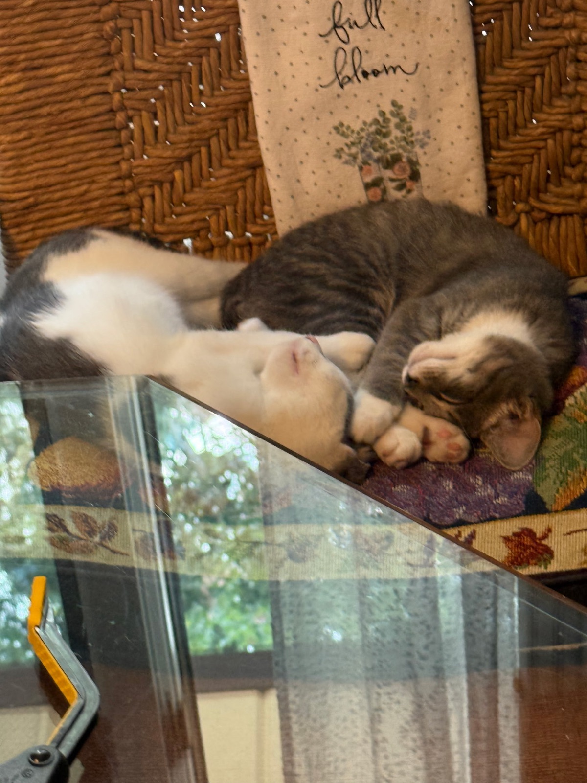 A newly adopted pet with their family