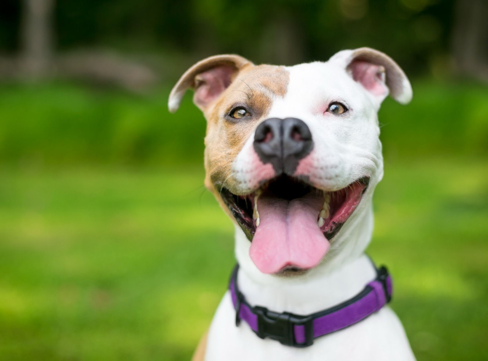 A smiling brown-and-white rescue dog in a sunny yard